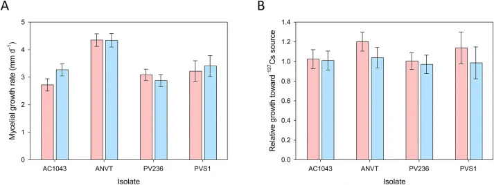 (A) Mean growth rate and (B) relative growth toward the 137Cs source by Aspergillus calidoustus (AC1043), A. niger (ANVT), Paecilomyces variotii IMV-00236 (PV236), and P. variotii SNL-1 (PVS1) in the absence (pink) and presence (blue) of a gamma ionizing radiation source. Relative growth was calcula