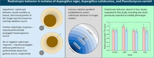 Assessment of radiotropic behavior in isolates of Aspergillu