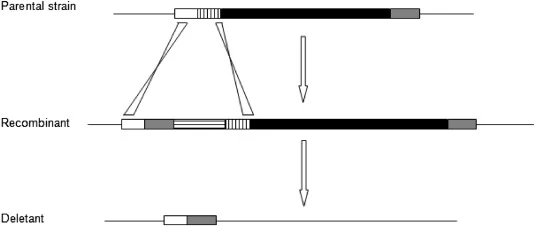 Schematic representation of the deletion of the target region and selectable marker. The combined white squares and squares within vertical lines show HS; black show the target region; gray show DR; and squares within horizontal lines shows ura3. DRU was cloned into the restriction enzyme cutting si