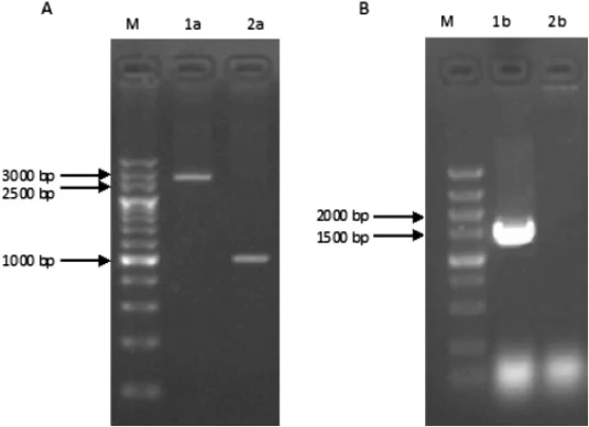 重组体和缺失体的PCR确认。(A) 重组体的PCR结果。1a,重组体(约2800 bp)。2a,亲本菌株(约1000 bp)。(B) 缺失体的PCR结果。1b,缺失体(约1600 bp)。2b,亲本菌株。