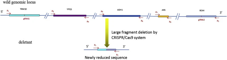 CRISPR/Cas9系统介导的大片段缺失。