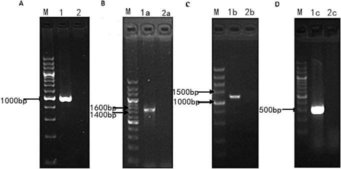 大染色体修饰的确认。(A) 1,缺失株(约1000 bp)。2,亲本菌株。(B、C、D) 分别为目标区域中ypq1、adh1、ars1510的产物。1a、1b、1c,亲本菌株。2a、2b、2c,缺失株。