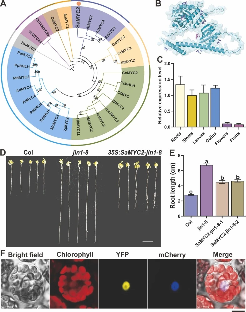 Characterization of SaMYC2. (A) Phylogenetic analysis of SaMYC2. The sandalwood SaMYC2 and 28 MYC family proteins from other plants were aligned using ClustalX 2.0. The NJ phylogenetic tree was constructed using the maximum likelihood method in FastTree software, with the Generalized Time-Reversible