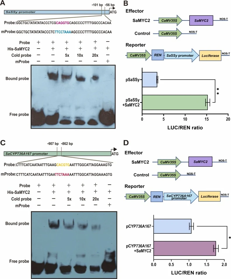 SaMYC2 directly binds to the promoters of SaSSy and SaCYP736A167 and activates their expression. (A) The electrophoretic mobility shift assay (EMSA) demonstrates the binding of SaMYC2 to the CAGGTG element of the SaSSy promoter in vitro. The core binding sequences are highlighted in pink, and the mu