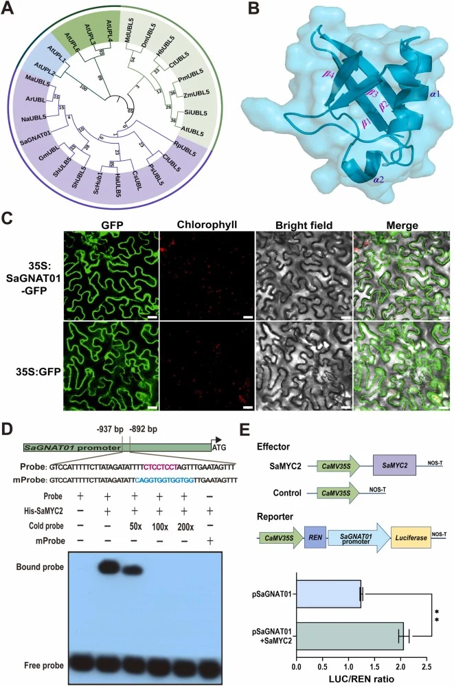 SaMYC2 directly binds to the promoter of SaGNAT01 and activates its expression. (A) Phylogenetic analysis of SaGNAT01. The sandalwood protein SaGNAT01 and 25 ubiquitin or ubiquitin-like proteins were aligned using ClustalX 2.0. A NJ phylogenetic tree was constructed using the maximum likelihood meth