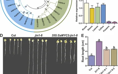 檀香SaMYC2作为萜类生物