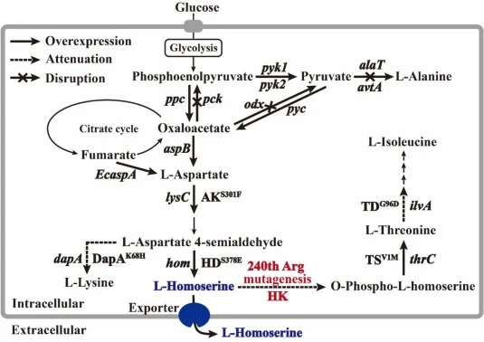 The metabolic engineering strategies of the l-homoserine hyperproducer derived from l-threonine-producing C. glutamicum. The black bold genes and enzymes represent the modifications applied in the l-homoserine-producing strain HWZ006 derived from l-threonine-producing strain TWZ023. ppc, encoding ph