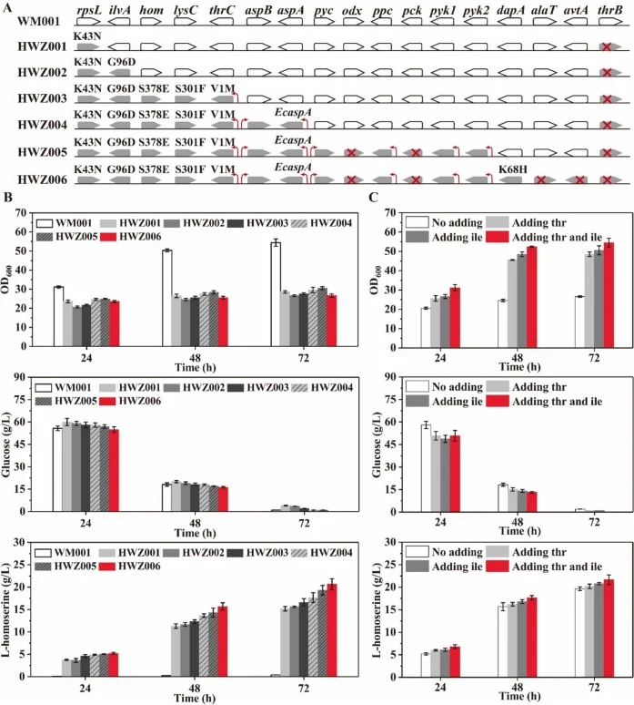 Strengthening metabolic flux towards l-homoserine biosynthesis by preventing l-threonine biosynthesis. (A) Gene manipulation. (B) OD600, residual glucose, l-homoserine production of the thrB-deleting strains. (C) OD600, residual glucose, l-homoserine production of HWZ006 when adding amino acids into
