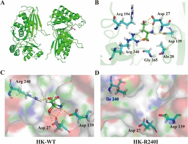 基于分子对接分析高丝氨酸激酶与L-高丝氨酸的相互作用。(A) 谷氨酸棒状杆菌编码的HK与L-高丝氨酸复合物的结构。(B) 与L-高丝氨酸相互作用的氨基酸残基。黄色虚线表示原子之间的距离。