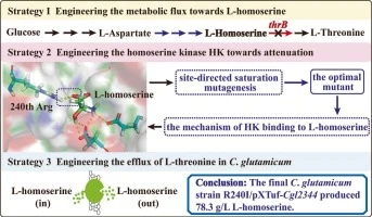 Engineering Corynebacterium glutamicum for efficient l-homos