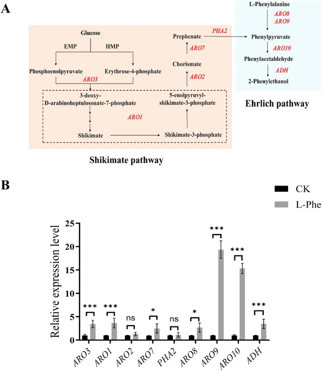 Gene expression analysis of 2-PE biosynthesis pathways in strain JQ-5. (A) Genes involved in 2-PE biosynthesis via the shikimate pathway and Ehrlich pathway; (B) Comparison of the expression levels of genes related to the two pathways. (Data are presented as mean ± SD (n = 3). ns indicates P > 0.05;