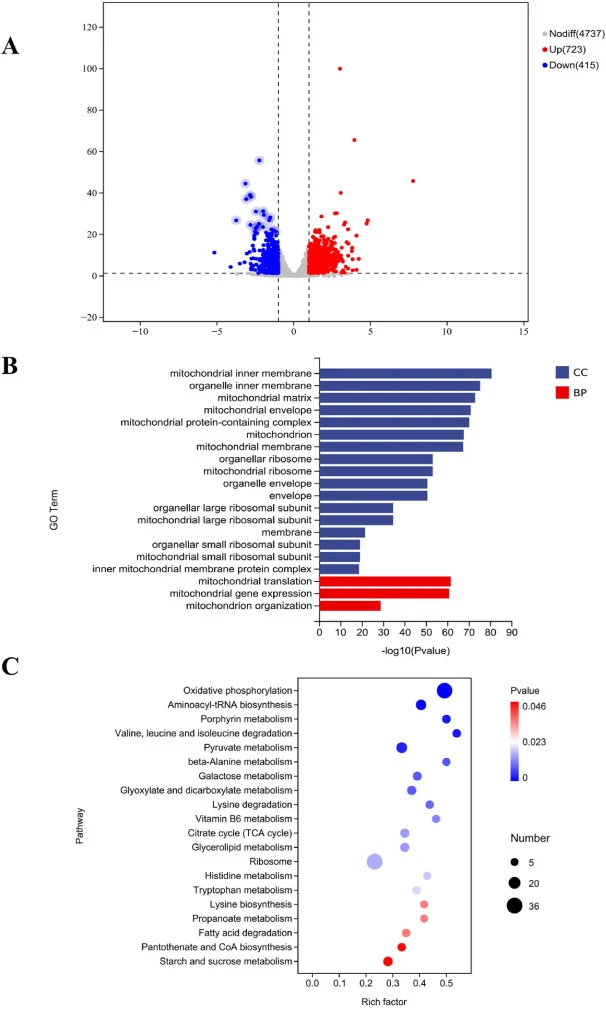 The transcriptome analysis of strain JQ-5. (A) Volcano plot of differential gene expression; (B) GO functional annotation of differentially expressed genes; (C) KEGG-enriched pathways of differentially expressed genes.