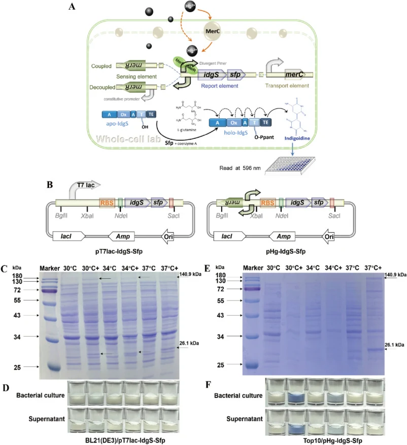 Design and validation of the Hg(II) whole-cell biosensor employing the idgS-sfp reporter cluster. (A) Summary of the strategy for developing an Hg(II) whole-cell biosensor using the idgS-sfp gene cluster as a reporting system in this study. The Hg(II)-responsive regulator MerR is placed downstream o