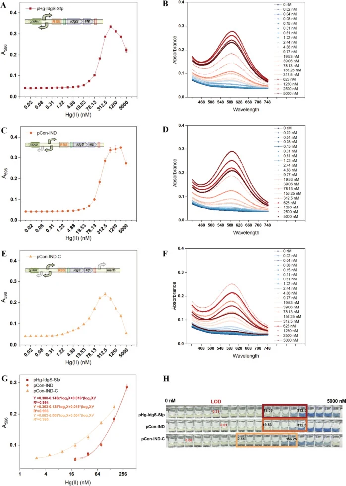 Dose–response and quantitative regression analyses of indigoidine generation in TOP10/pHg-IdgS-Sfp, TOP10/pCon-IND and TOP10/pCon-IND-C biosensors toward Hg(II). (A, C, E) Changes in the absorbance at 596 nm of the culture supernatant after exposure to increasing concentrations of Hg(II). (B, D, F)