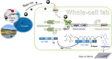 Development of a user-friendly IdgS-Sfp based whole-cell bio