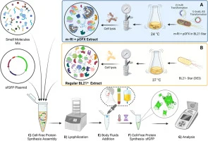 Streamlining cell-free protein synthesis biosensors for use
