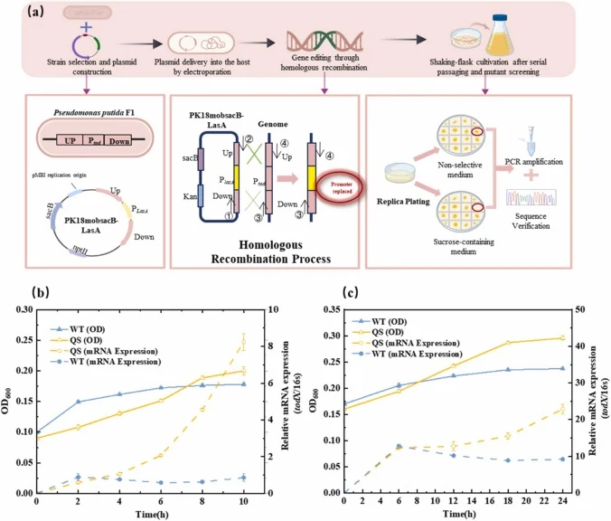 Construction and validation of the quorum-sensing P. putida strain. (a) Flowchart of strain construction;(b) tod expression and cell density in F1‑QS and F1‑WT during degradation at low CB concentrations;(c) tod expression and cell density in F1‑QS and F1‑WT during degradation at high CB concentrati
