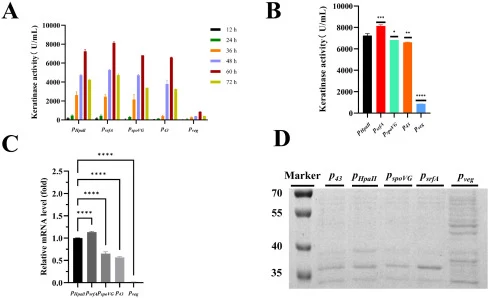 The effect of five different strength constitutive promoters (pHpaII, p43, pspoVG, psrfA and pveg ) on the heterologous expression of the target keratinase gene 4-3Ker-MAV-PPC1 in B. subtilis WB600. (A) Comparison of keratinase activity expressed by recombinant bacteria during 72 h fermentation unde
