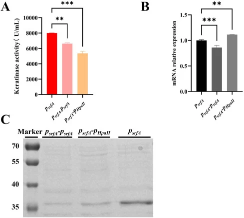 The effect of tandem promoter on the heterologous expression of the target keratinase gene 4-3Ker-MAV-PPC1 in B. subtilis WB600. (A) Comparison of keratinase activity produced by recombinant bacteria with single promoter and two tandem promoters (psrfA - psrfA,psrfA-pHpaII and psrfA ); (B) RT-qPCR w