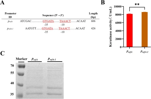 The effect of the truncated promoter (psrfA-1 ) on the heterologous expression of the target keratinase gene 4-3Ker-MAV-PPC1 in Bacillus subtilis WB600. (A) The upstream region of the promoter psrfA was truncated by 180 bp from the 5′ end, and the length was truncated from 606 bp to 426 bp. (B) Comp