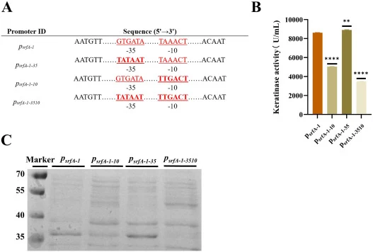 The effect of the core region sequence of the mutant promoter on the heterologous expression of the target keratinase gene 4-3Ker-MAV-PPC1 in B. subtilis WB600. (A) The -35 region (GTGATA) and -10 region (TAAACT) of the truncated promoter psrfA-1 were used to construct a regional mutation and a doub