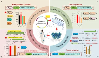 Systematic Promoter Engineering for Enhanced Keratinase Prod