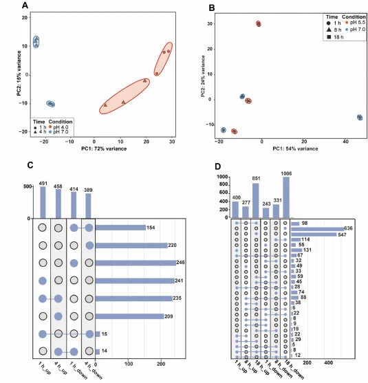 Global transcriptomic responses to acute and sustained low-pH stresses. PCA of RNA-seq profiles (A, B) and UpSet plots of differentially expressed genes (C, D) relative to pH 7.0; (A, C) pH 4.0 vs pH 7.0; (B, D) pH 5.5 vs pH 7.0.