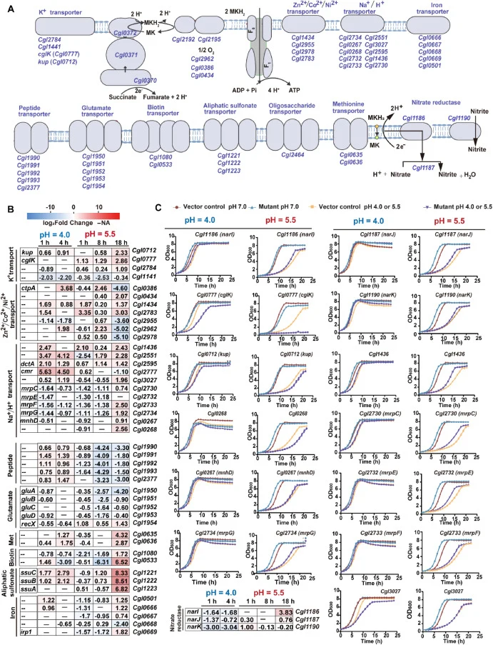 Energetic and ion-transport adaptation of Corynebacterium glutamicum under acute and sustained low-pH stress. (A) Schematic overview of respiratory chain and membrane transporters. (B) Heatmap showing log2 fold change of representative genes during acute (pH 4.0; 1, 4 h) and sustained (pH 5.5; 1, 8,