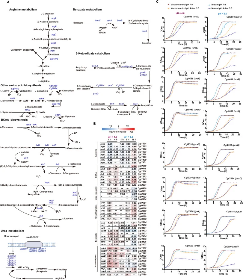 Amino acid, urea, and aromatic metabolism contributing to low-pH adaptation . (A) Schematic overview of amino acid, urea, and benzoate/β-ketoadipate metabolic pathways. (B) Heatmap of representative genes showing log2 fold changes during acute (pH 4.0; 1, 4 h) and sustained (pH 5.5; 1, 8, 18 h) stre
