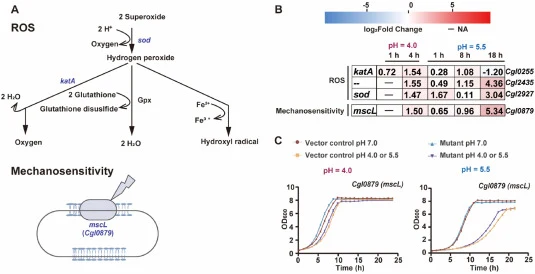 ROS and mechanosensitive ion channel contributing to low-pH adaptation . (A) Schematic overview of ROS and mechanosensitive ion channel pathways. (B) Heatmap of representative genes showing log2 fold changes during acute (pH 4.0; 1, 4 h) and sustained (pH 5.5; 1, 8, 18 h) stress. (C) Growth-curv