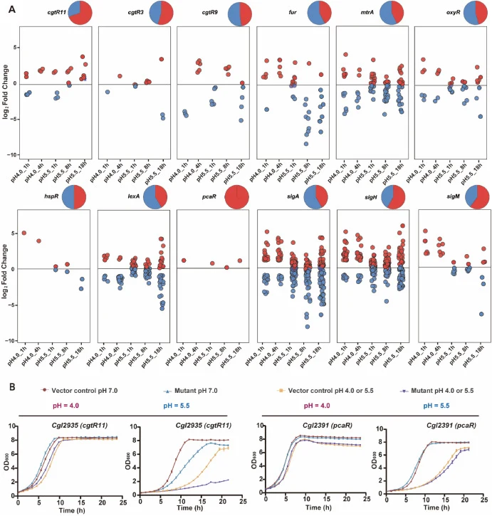 Transcriptional regulators mediating low-pH adaptation. (A) Time-resolved expression profiles of key transcriptional regulators under acute (pH 4.0) and sustained (pH 5.5) acid stress relative to neutral conditions. Each panel shows log2 fold changes of the target genes over time, with red and blue