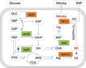 The composition analysis of the nitrotryptophan biosynthesis gene cluster, which is incorporated with specific primary metabolism routes in E. coli. The TB14, GDH, and BsNOS sequences were highlighted in orange. The cellular nitric oxide (NO) and nitrotryptophan were represented by the color red. Th