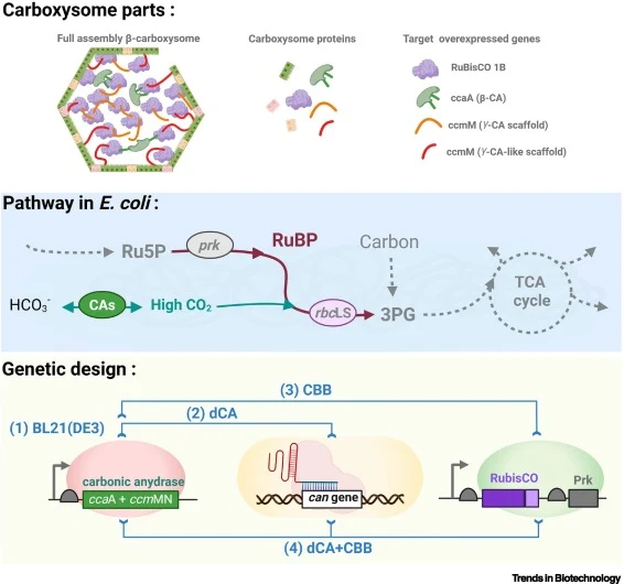 Metabolic and genetic design of the engineered CO2 recycling circuit in E. coli. Top panel: schematic of β-carboxysome components, incorporating key proteins: RuBisCO (encoded by rbcLS), ccaA (β-CA), ccmMN (γ-CA-like scaffold proteins), and shell proteins. Middle panel: engineered CO2-fixing pathway