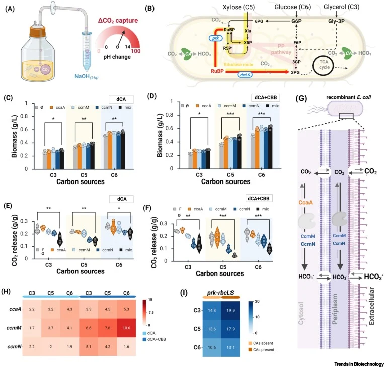 Modulation of CO2 release efficiency by carbon source and a hybrid CO2 hydration and fixation system in E. coli. (A) Schematic of the CO2 release assay using a closed-loop device. Emitted gas was directed into an alkaline NaOH trap via a gas pipeline for pH-based CO2 capture and quantification. (B)