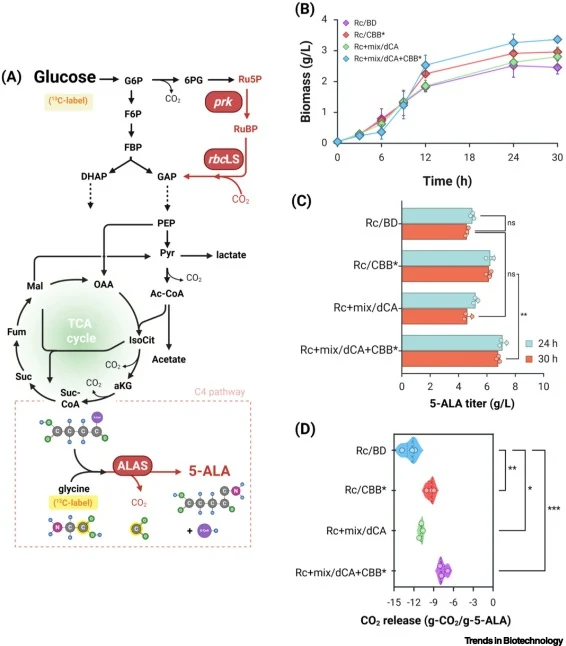 混合CO2固定系统实现5-ALA生物合成并减少碳足迹。(A) 工程代谢途径示意图,该途径利用来自Rc的ALA合酶通过C4途径将葡萄糖转化为5-ALA,并结合CO2固定模块。混合系统通过内部促进碳捕获