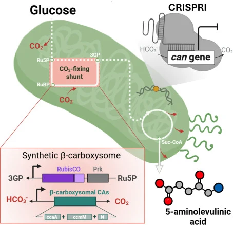 Cyanobacterial carbonic anhydrases drive carbon recycling an