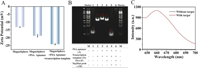 Feasibility of cell-free RNA transcription system for PSA detection. (A) Zeta potential characterization of the step-by-step assembly process. (B) Gel electrophoresis analysis for feasibility verification. The upper panel shows the gel electrophoresis results, while the lower panel presents the corr