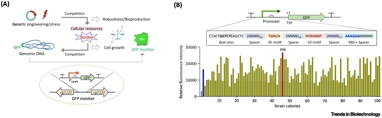 Development of a real-time monitoring system for metabolic burden in C. glutamicum. (A) Conceptual schematic depicting cellular resource allocation dynamics under genetic engineering or stress perturbations, where the competition for limited resources gives rise to metabolic burden. A genomically in