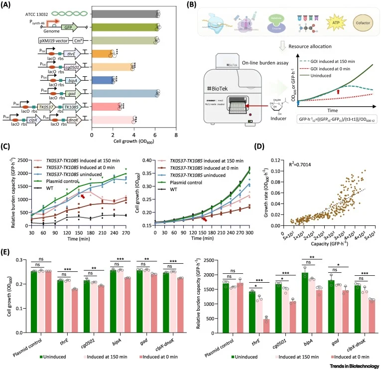 Sensitivity and versatility of the GFP monitor in detecting metabolic burden. (A) Growth performance of C. glutamicum strains subjected to different plasmid-based burden constructs, assessed at the stationary phase after 12 h of cultivation. (B) Schematic illustration and workflow of the online-burd