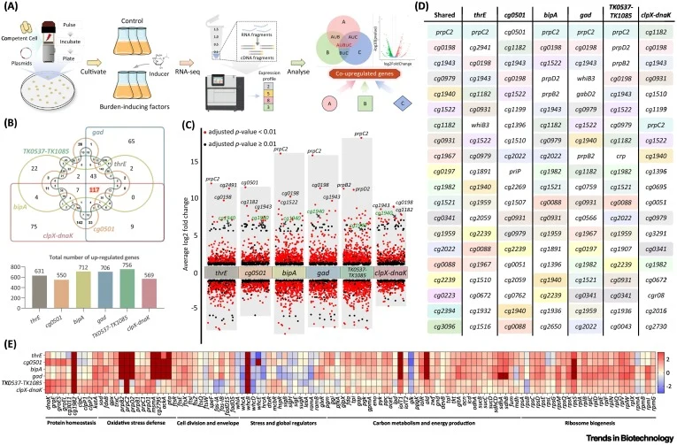 多种负担性诱导质粒引起的代谢反应的RNA-seq分析。(A) RNA-seq分析工作流程