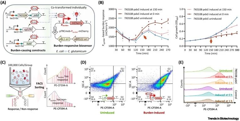 Screening and assessment of early burden-responsive promoters derived from C. glutamicum. (A) Schematic diagram of the burden-promoter screening system. The burden-responsive biosensor (i), carrying a candidate promoter (Pburden) and the mCherry reporter, serves as the detector. This biosensor was p