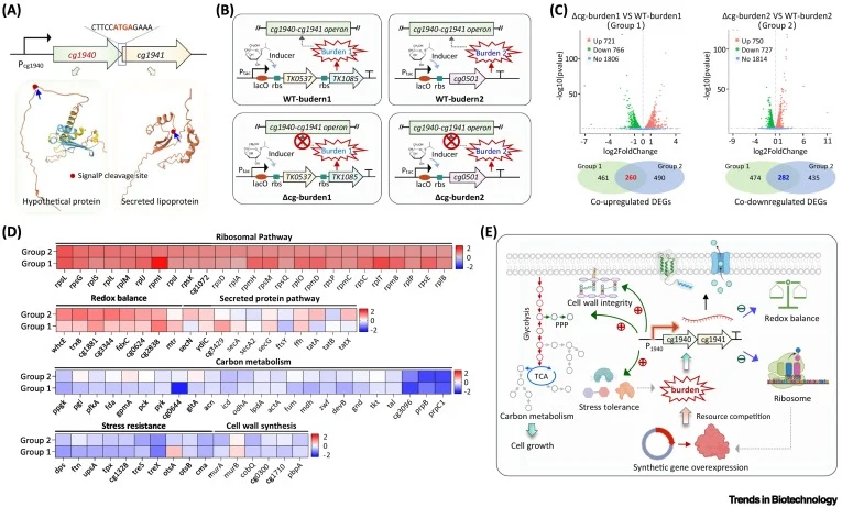 Exploring potential functions of Cg1940 in response to metabolic burden in C. glutamicum. (A) Genomic locus of the cg1940-cg1941 operon, with protein structure predicted using the AlphaFold tool. The predicted signal peptidase cleavage sites were depicted in the structural models. (B) Overview of th
