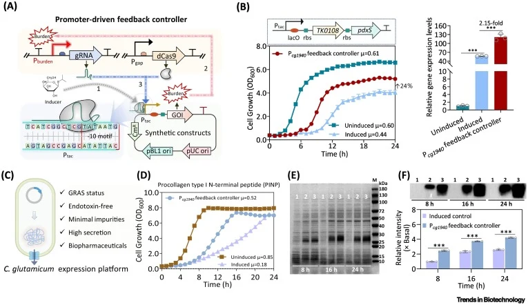 Development and evaluation of the promoter-driven burden feedback control systems. (A) Schematic illustration of the promoter-driven feedback controller based on the CRISPRi-dCas9 framework. (B) Growth and gene expression analysis of the strains with or without Pcg1940-based feedback controller subj