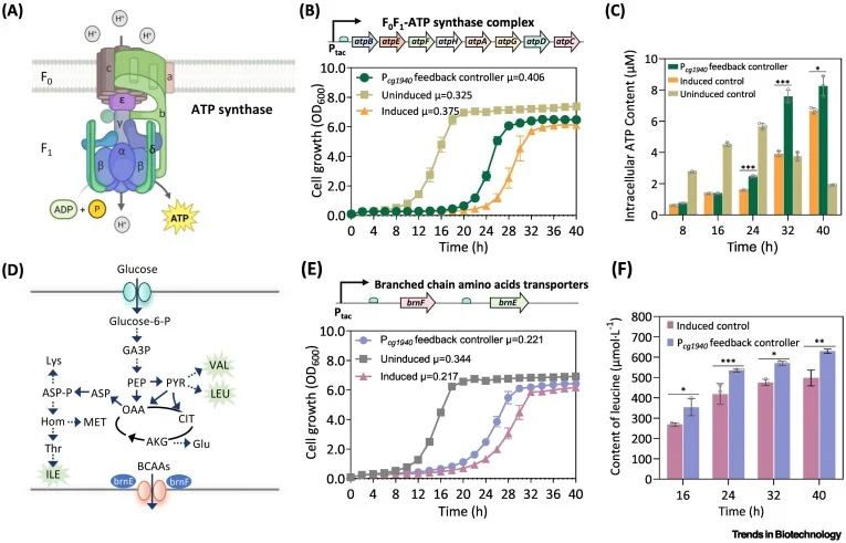 基于Pcg1940的反馈控制器在调节ATP生成和氨基酸生产中的应用。(A) F0F1-ATP多亚基合酶复合物示意图。(B,C) 使用或不使用基于Pcg1940的反馈控制器的菌株在生长性能和ATP积累方面的比较分析。