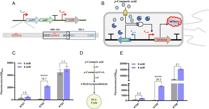 Design and construction of p-CA biosensor system. (A) The operon structure of padR and coding sequence of promoter PpadC in wild type B. subtilis 168. The –10 and –35 boxes were marked in red. The IR1-2 and dIR1-2bis boxes were consensus dyad sequence in promoter PpadC for PadR dimer binding. (B) Co