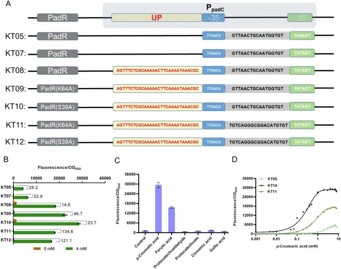 Improvement and characterization of the p-CA biosensor strains. (A) The sequences of engineered biosensors. The − 10 and − 35 boxes were shown in green and blue. The red UP represents up sequences of promoter PpadC. The repressor PadR was marked with gray background. (B) The fluorescence intensity o