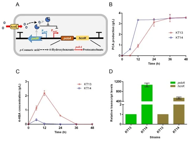 PCA production under the auto-regulatory system from lignin-relevant standard model aromatic p-CA. (A) Schematic of the auto-regulatory system for the biotransformation of p-CA into PCA through coexpression of pobA and hcnk under the biosensor element in strain KT14. (B) PCA production of strains KT