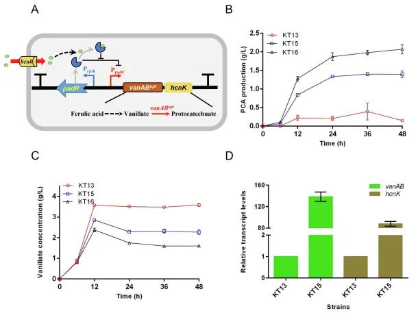 PCA production under the auto-regulatory system from lignin-relevant standard model aromatic FA. (A) Schematic of the auto-regulatory system for the biotransformation of FA into PCA through coexpression of vanABopt and hcnk under the biosensor element in strain KT16. (B) PCA production of strains KT