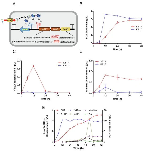 PCA production under the auto-regulatory system from a mix of model lignin monomers p-CA and FA. (A) Schematic of the auto-regulatory system for the biotransformation of a mixture of p-CA and FA into PCA through coexpression of vanABopt , pobA, and hcnk under the biosensor element. (B) PCA productio