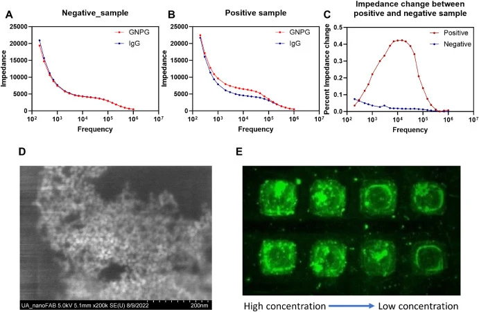 Impedance measurements in COVID-19 samples. (A) Impedance change in negative COVID-19 serum samples after incubation with GNP-Gs at an OD of 0.1. (B) Impedance change in positive COVID-19 serum sample after incubation with GNP-Gs at an OD of 0.1. (C) Difference in impedance change between the positi